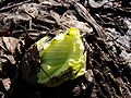 120px-Petasites_japonicus_Fuki_Giant_Butterbur01.jpg