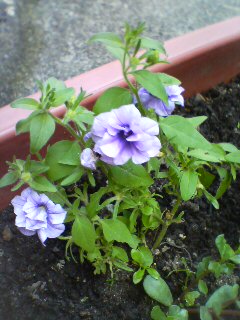 20090806150331.jpg