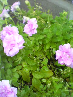 20090807105017.jpg