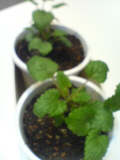 20100114163349.jpg