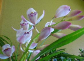 DSC_0395.jpg