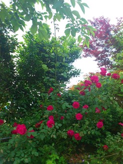 DSC_1346.jpg