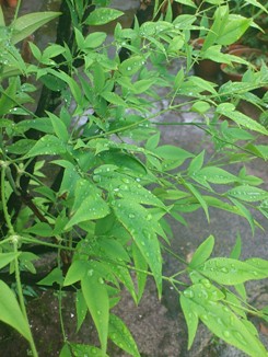 DSC_1953.jpg