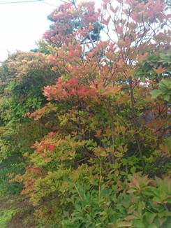 DSC_2416.jpg